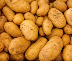 Pomme de terre